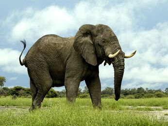 Types of Elephants - Elephants